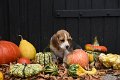 Afb_20181004_Google (22)